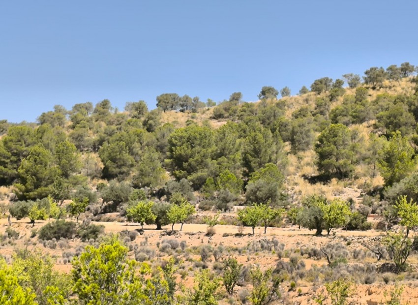 zum Verkauf - Land - Monóvar - Monòver - Monóvar - Monòver Centro