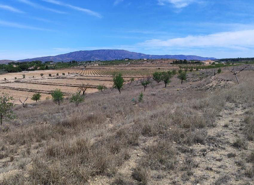 zum Verkauf - Land - Pinoso - Pinoso Centro