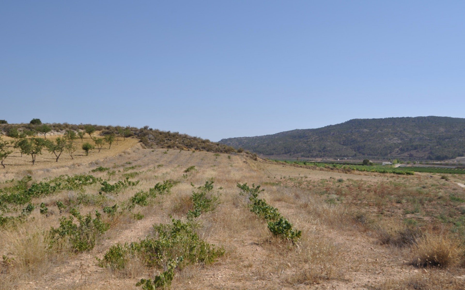 zum Verkauf - Land - Pinoso - Pinoso Centro