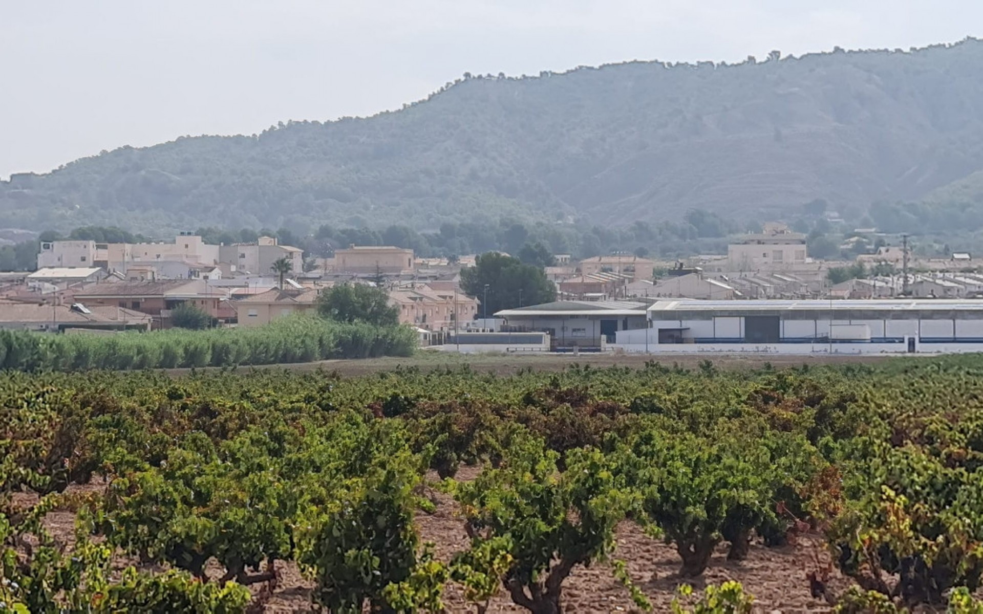 zum Verkauf - Land - Pinoso - Pinoso Centro