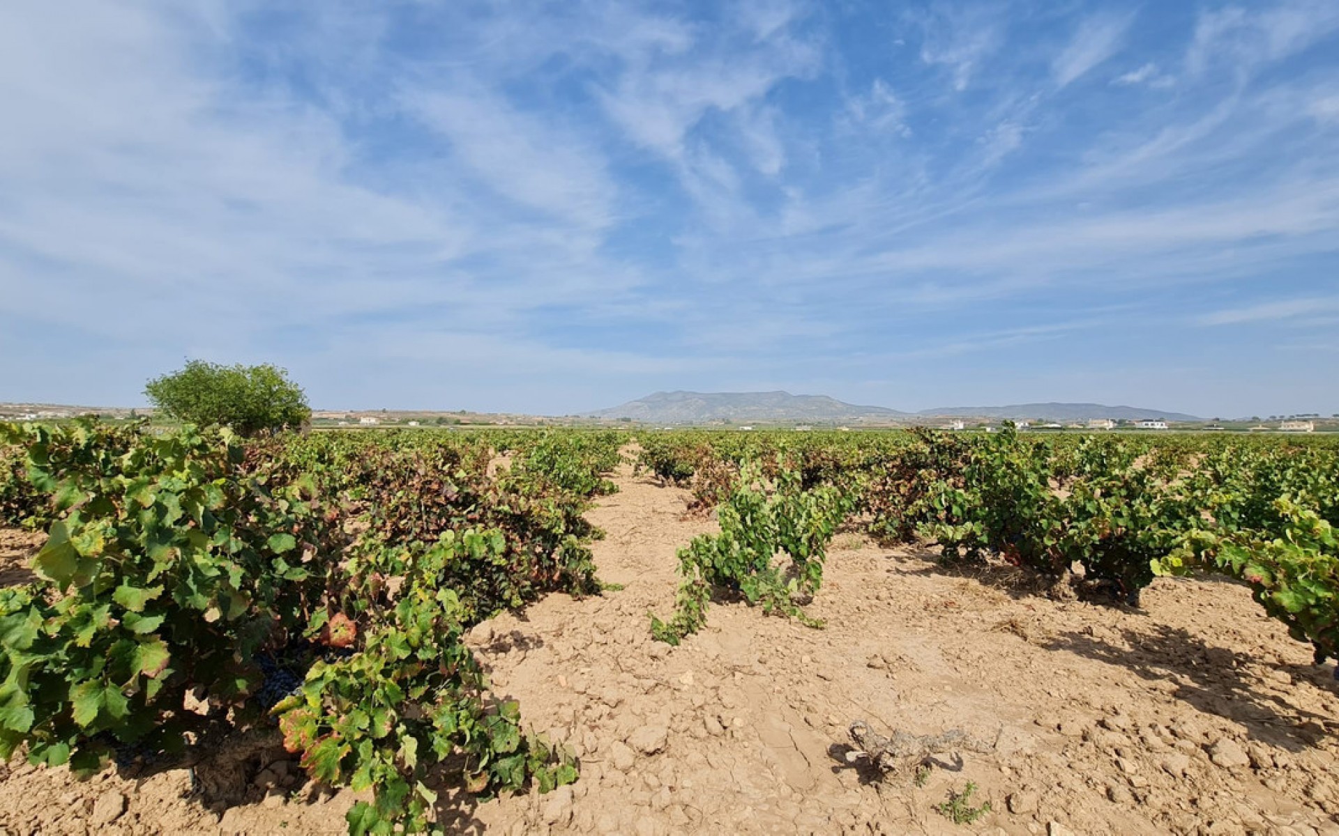 zum Verkauf - Land - Pinoso - Pinoso Centro