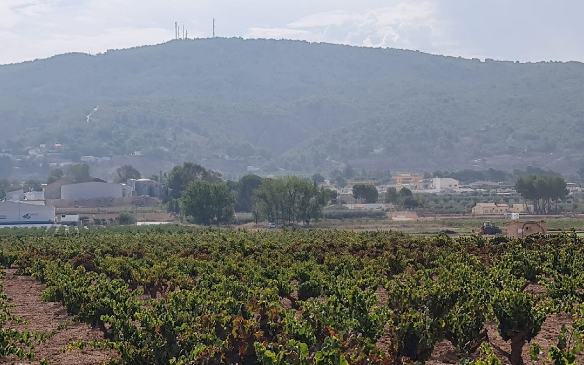 zum Verkauf - Land - Pinoso - Pinoso Centro