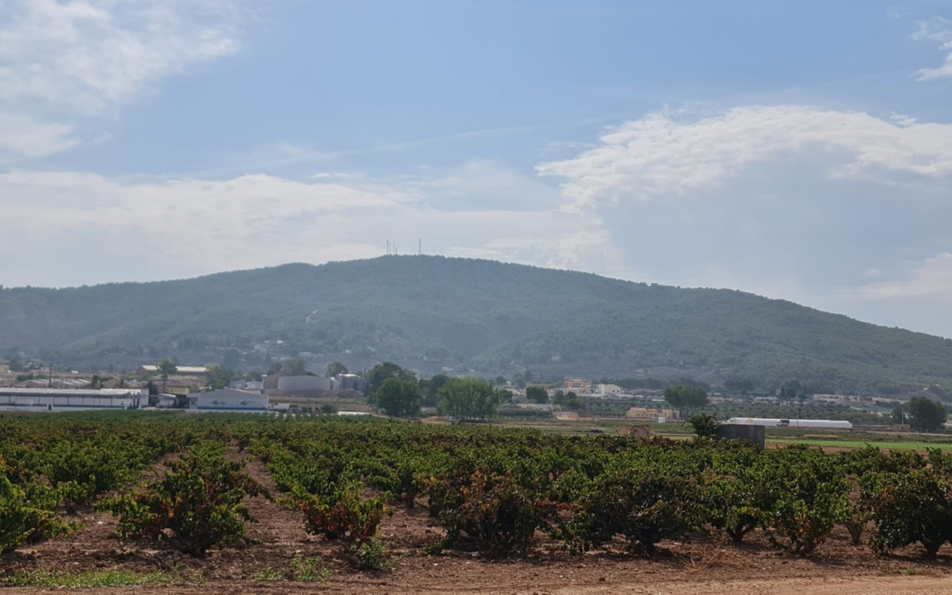 zum Verkauf - Land - Pinoso - Pinoso Centro