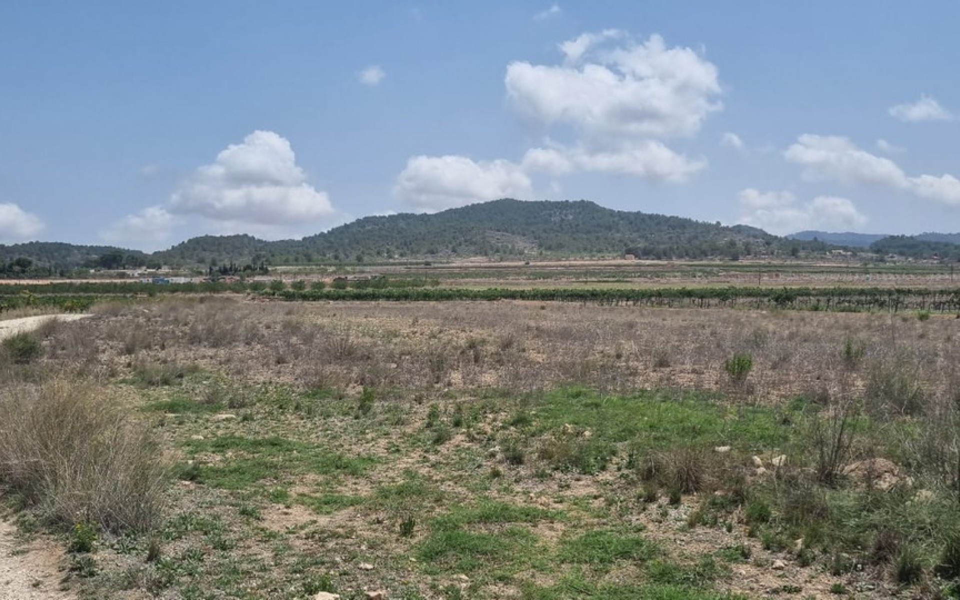 zum Verkauf - Land - Pinoso - Pinoso Centro