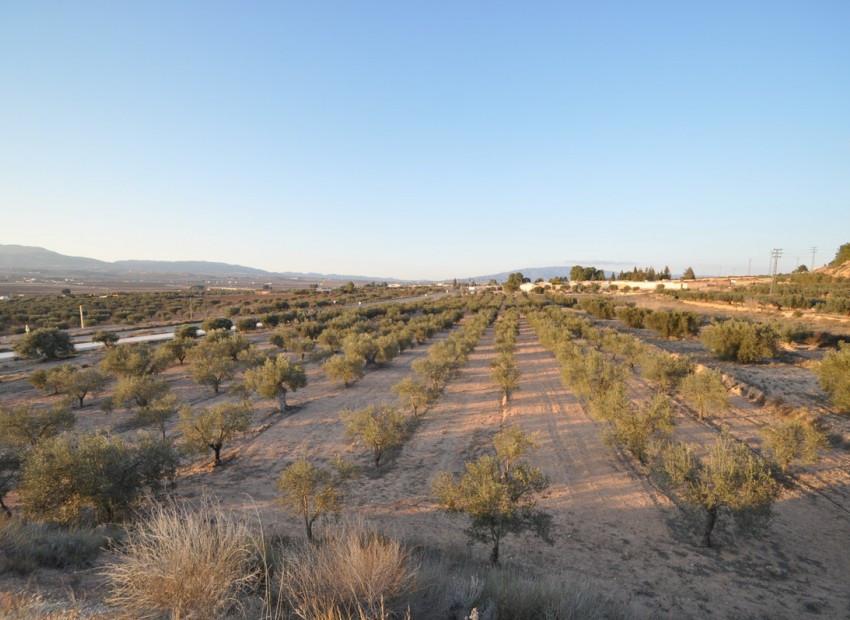 zum Verkauf - Land - Pinoso - Pinoso Centro
