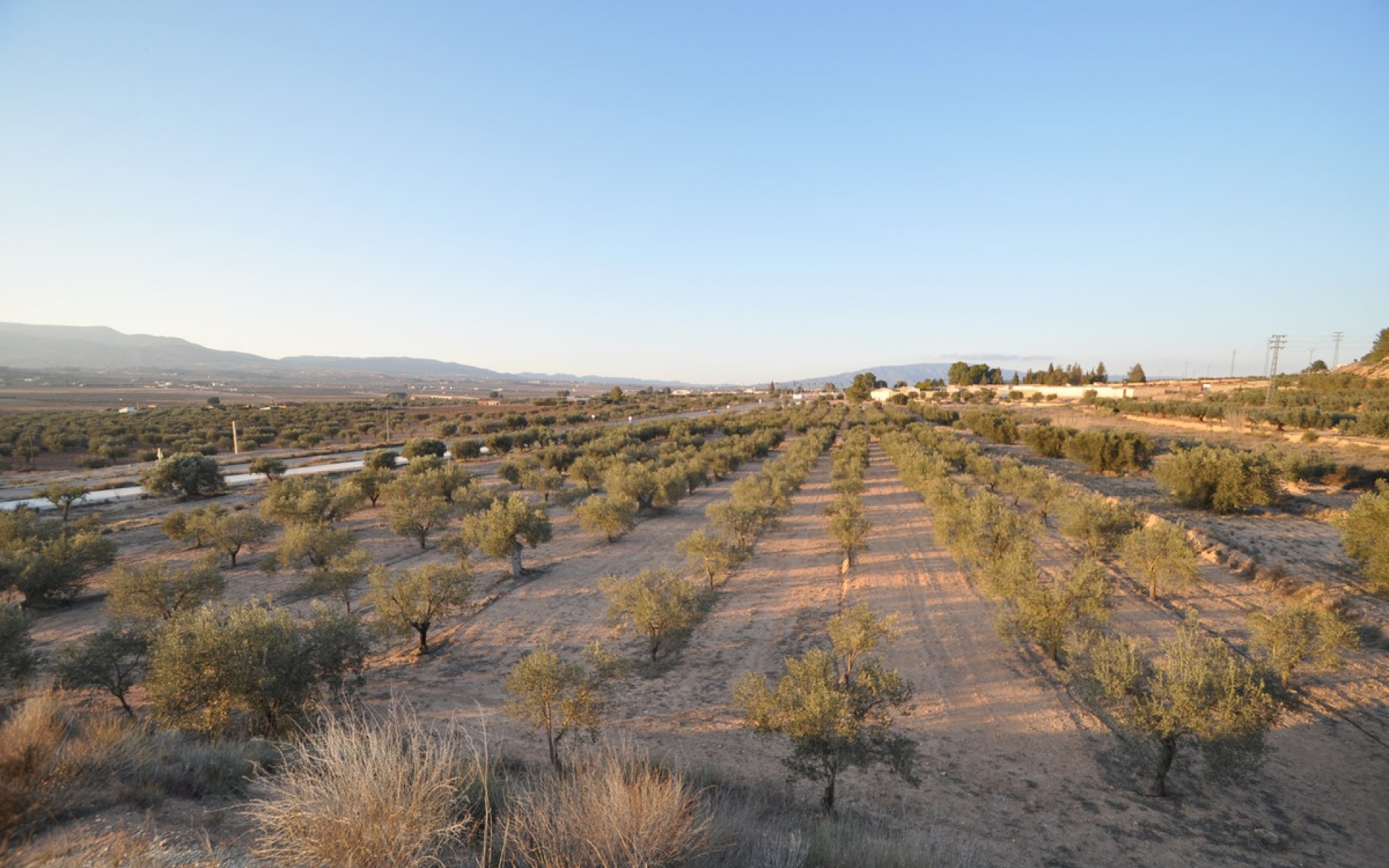 zum Verkauf - Land - Pinoso - Pinoso Centro