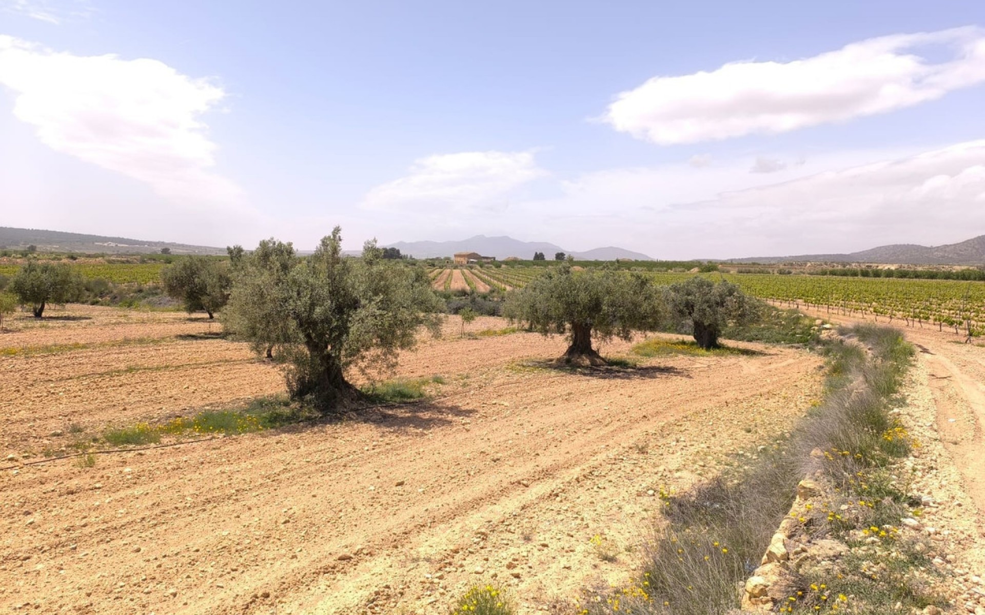 zum Verkauf - Land - Pinoso - Pinoso Centro