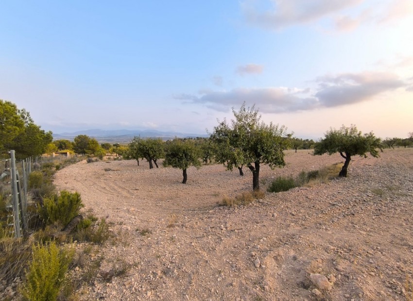 zum Verkauf - Land - Pinoso - Pinoso Centro
