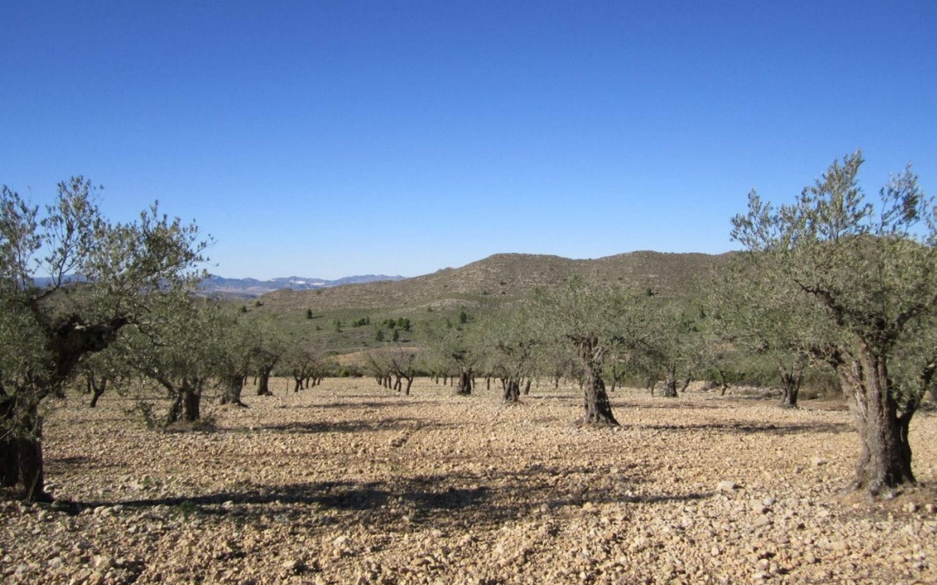 zum Verkauf - Land - Villena - Villena Centro