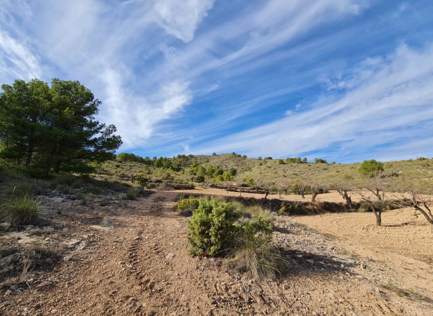 zum Verkauf - Land - Yecla - Raspay