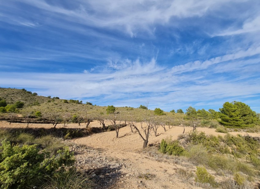 zum Verkauf - Land - Yecla - Raspay