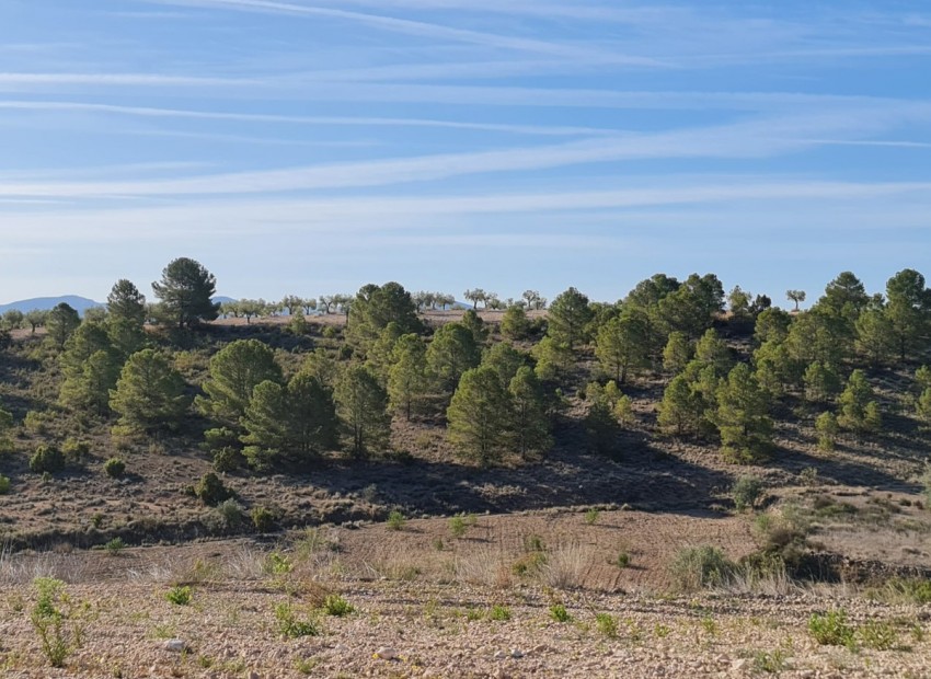 zum Verkauf - Land - Yecla - Raspay