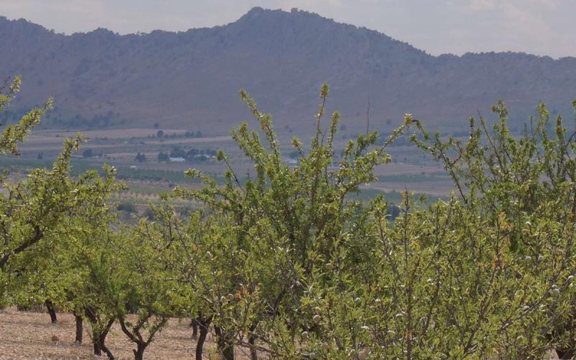 zum Verkauf - Land - Yecla - Yecla Centro