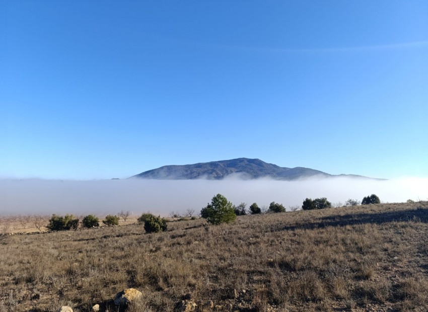 zum Verkauf - Land - Yecla - Yecla Centro