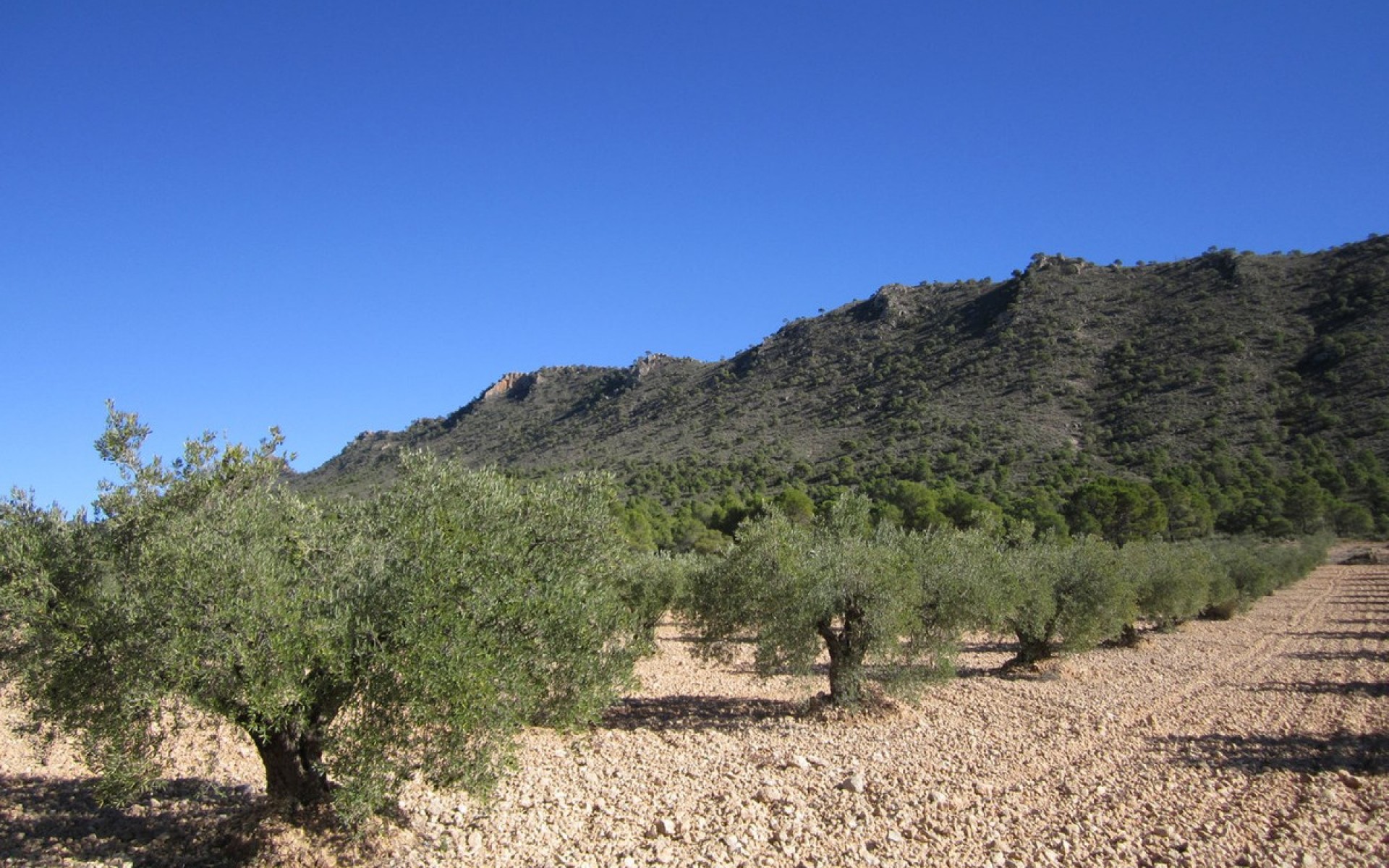 zum Verkauf - Land - Yecla - Yecla Centro