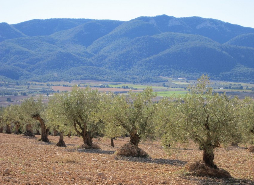 zum Verkauf - Land - Yecla - Yecla Centro