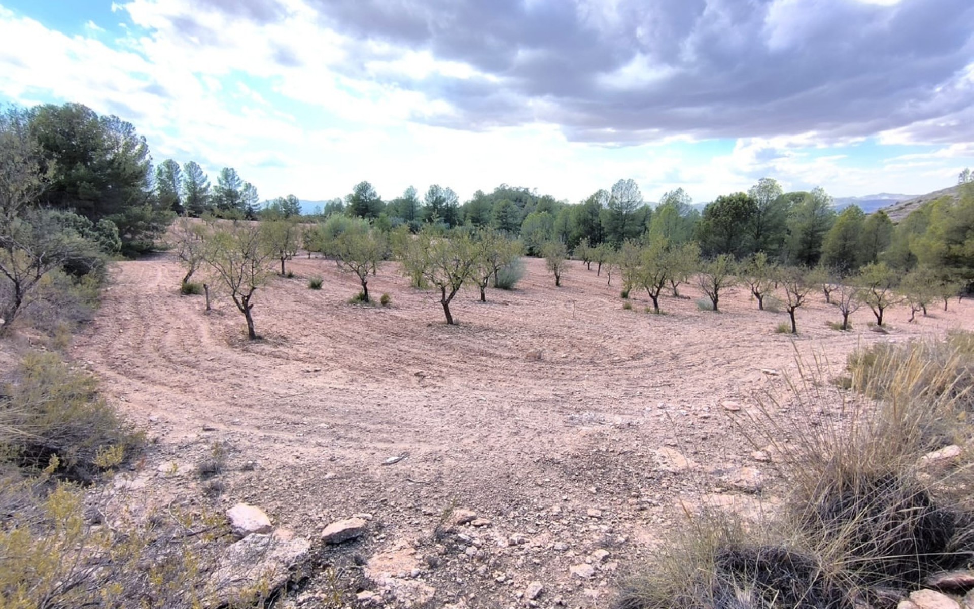 zum Verkauf - Land - Yecla - Yecla Centro