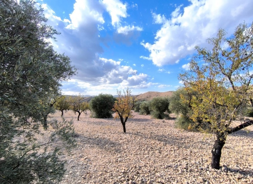 zum Verkauf - Land - Yecla - Yecla Centro