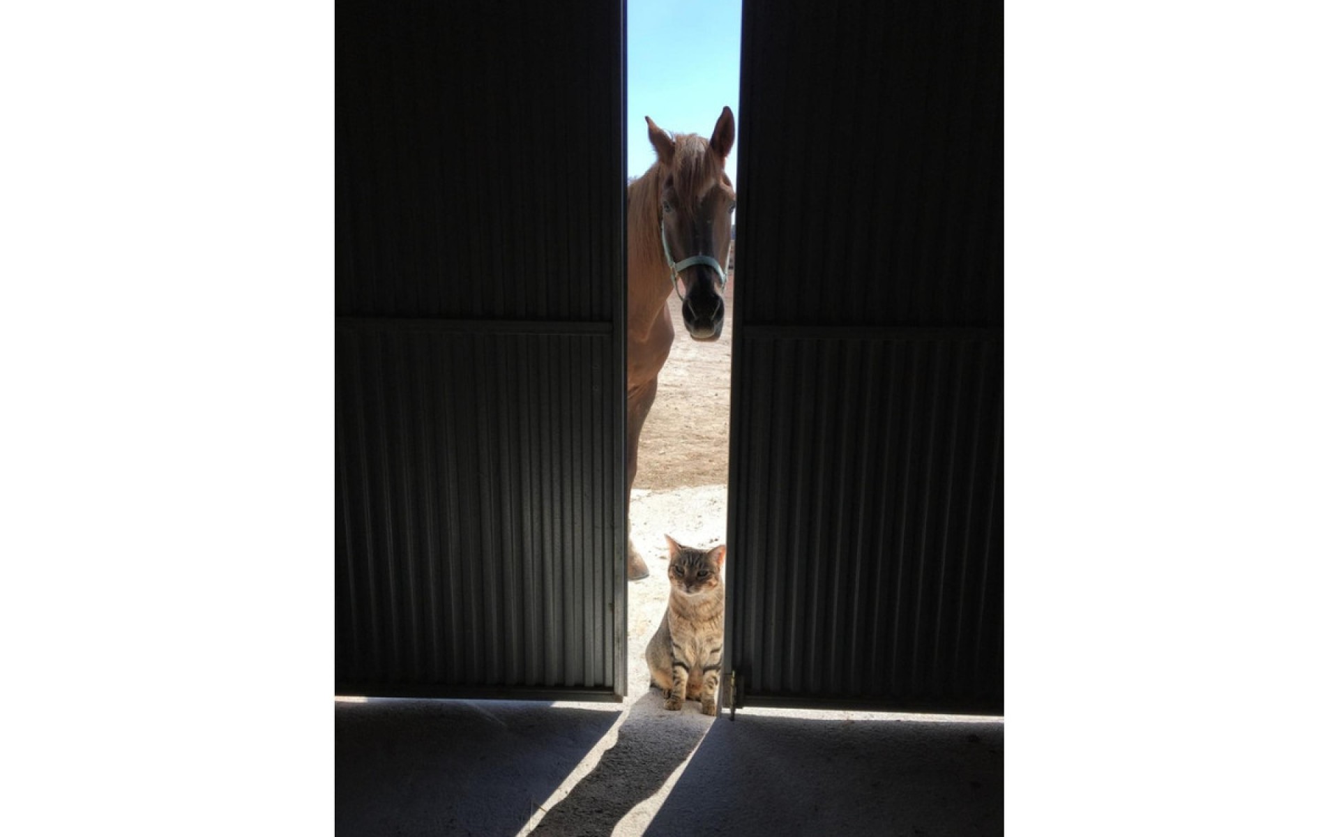 zum Verkauf - Landhaus - Jumilla - Torre del Rico