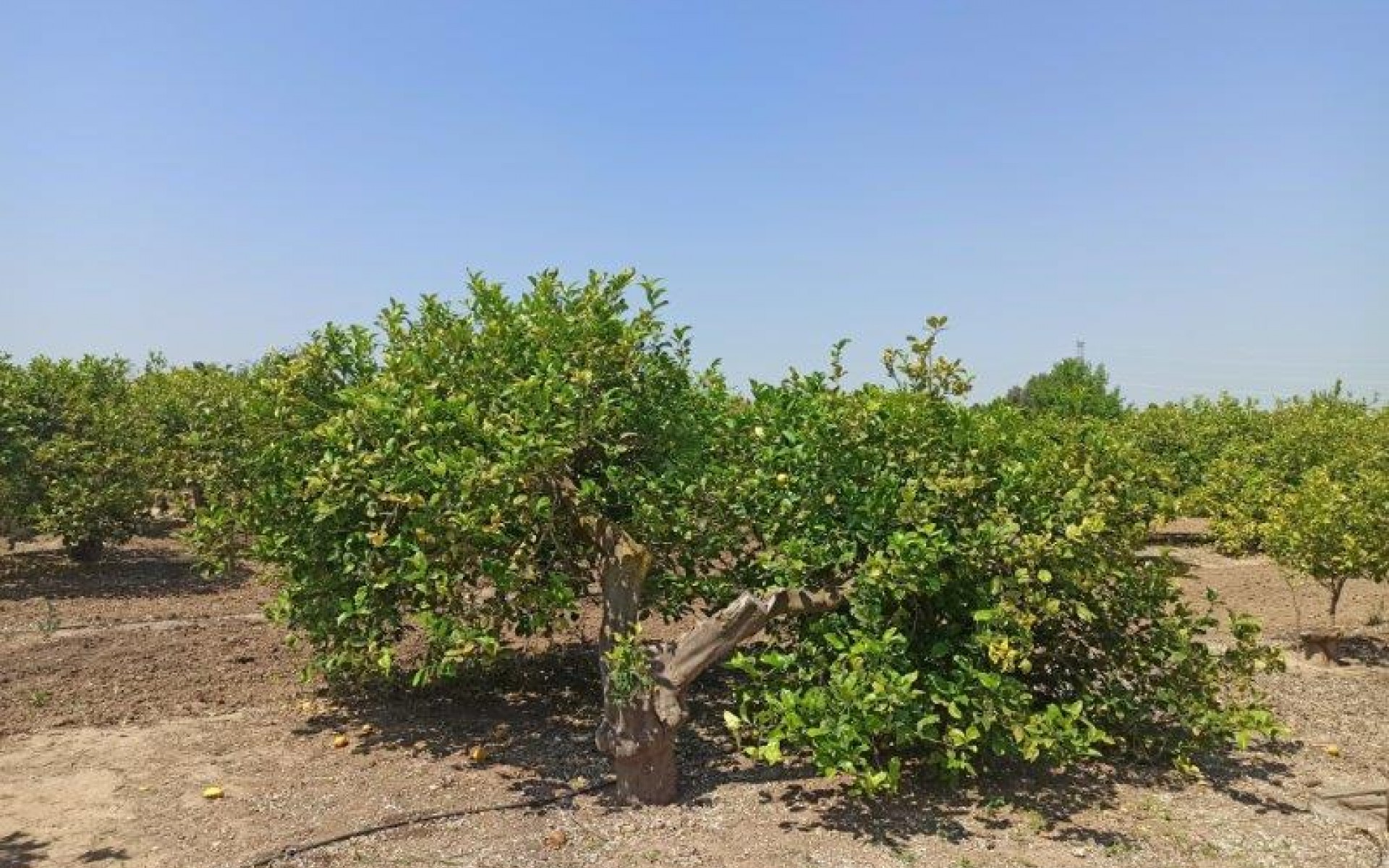 zum Verkauf -  - San Miguel De Salinas - San Miguel de Salinas