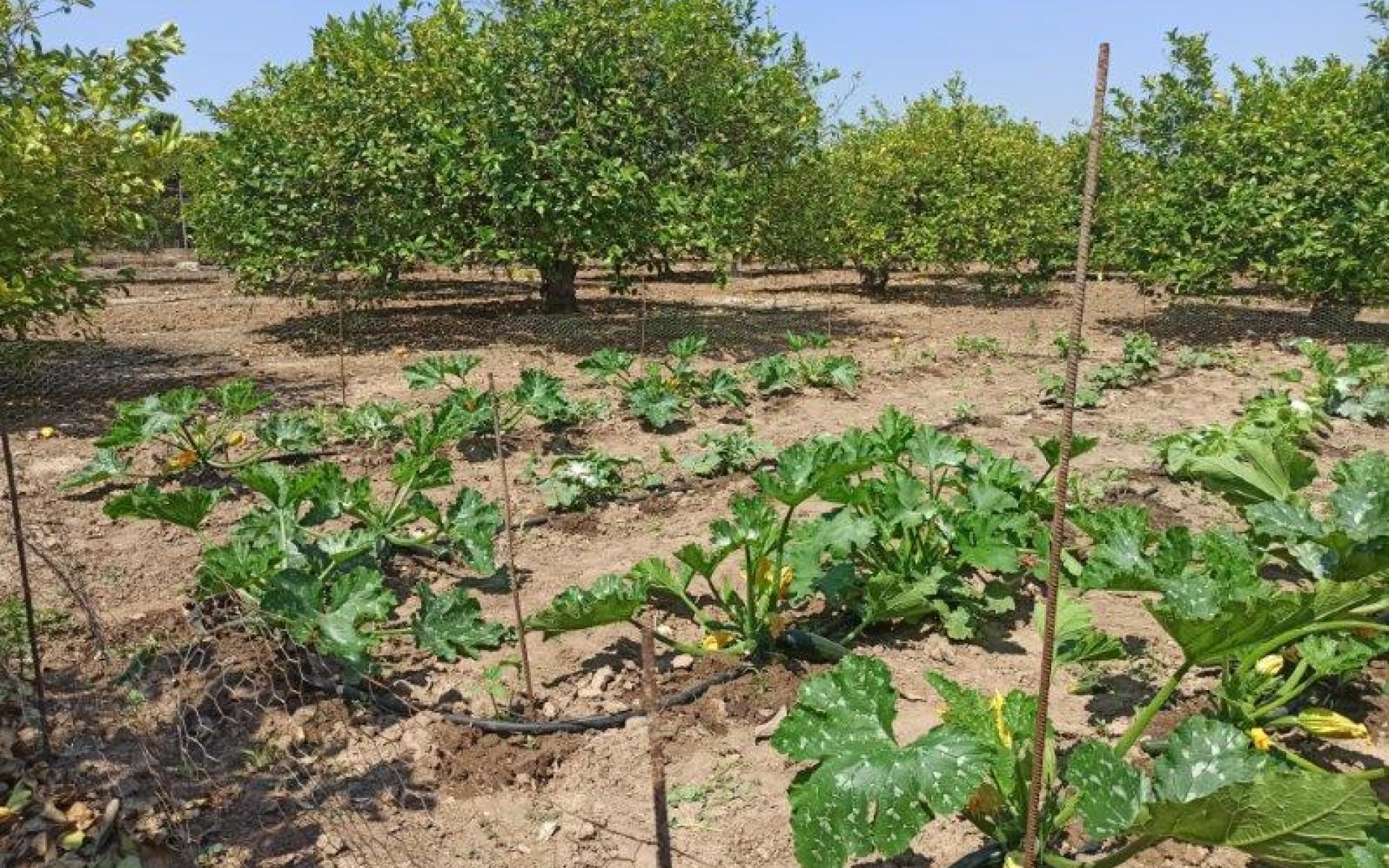 zum Verkauf -  - San Miguel De Salinas - San Miguel de Salinas