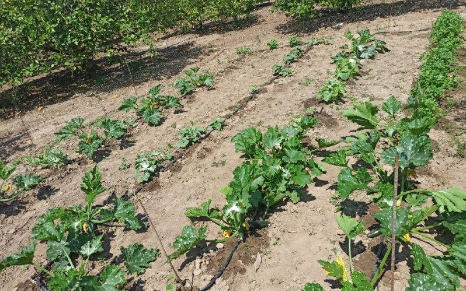 zum Verkauf -  - San Miguel De Salinas - San Miguel de Salinas