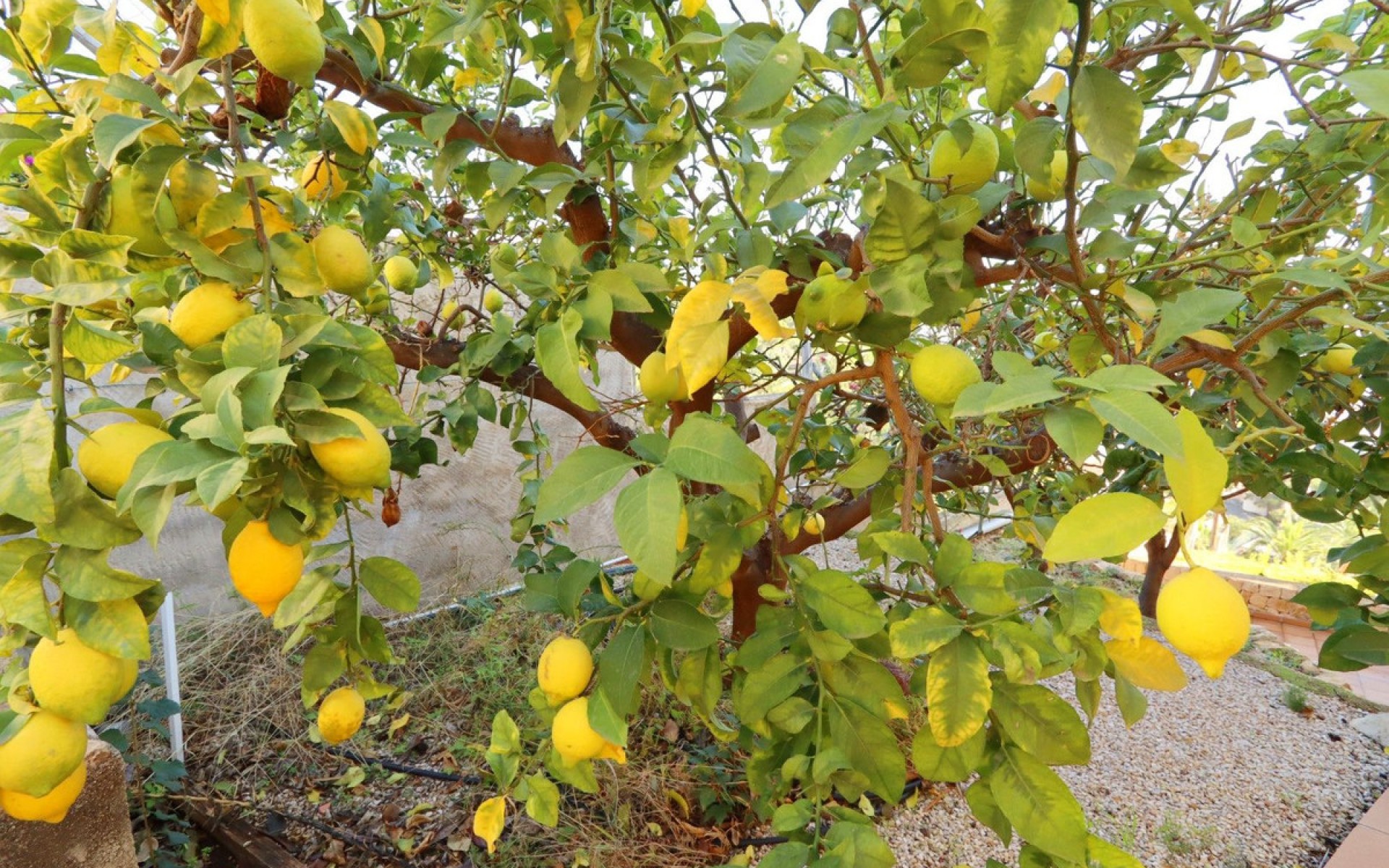 zum Verkauf - Villa - Altea - Altea Centro