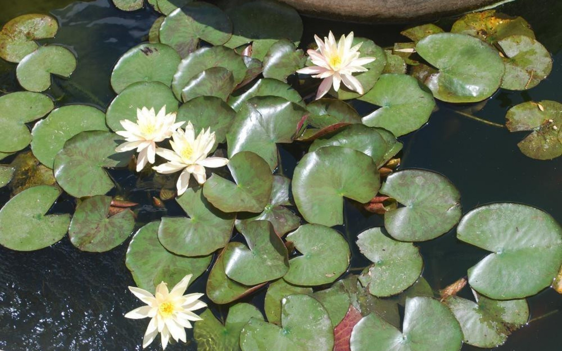 zum Verkauf - Villa - Calpe - Calpe Centro