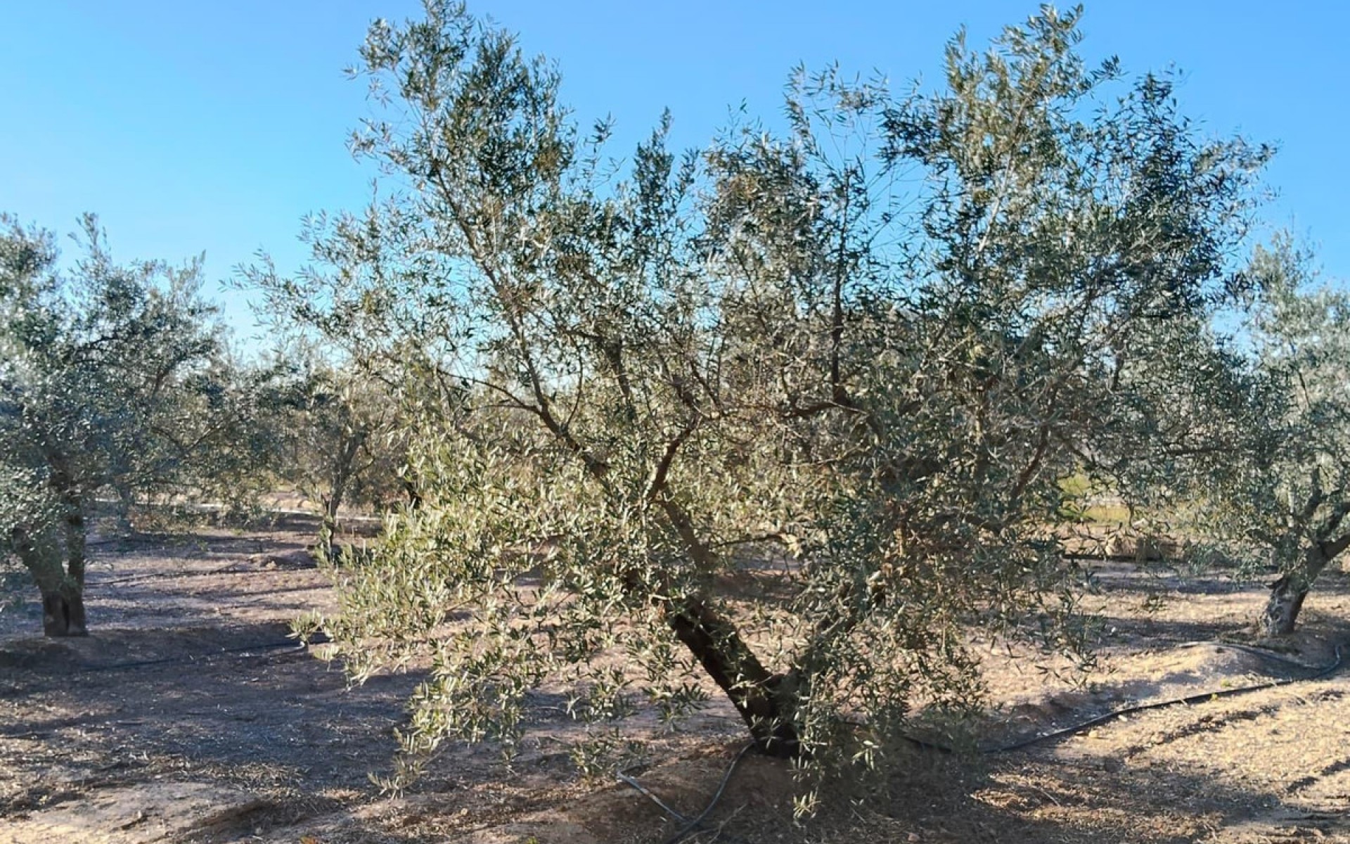 zum Verkauf - Villa - Elche - Las Bayas