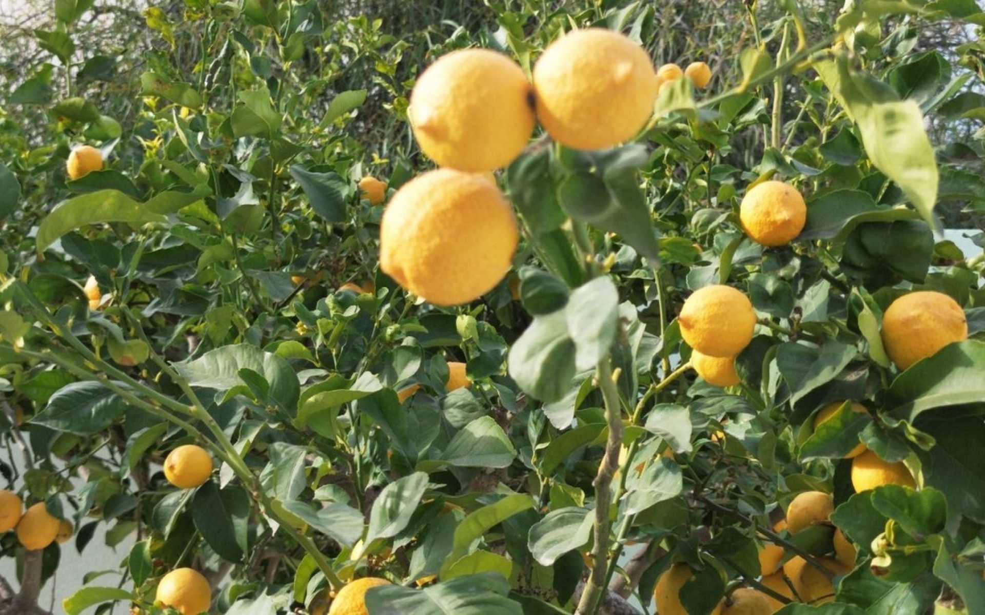 zum Verkauf - Villa - l'Alfas del Pi - L'Alfás del Pi Centro