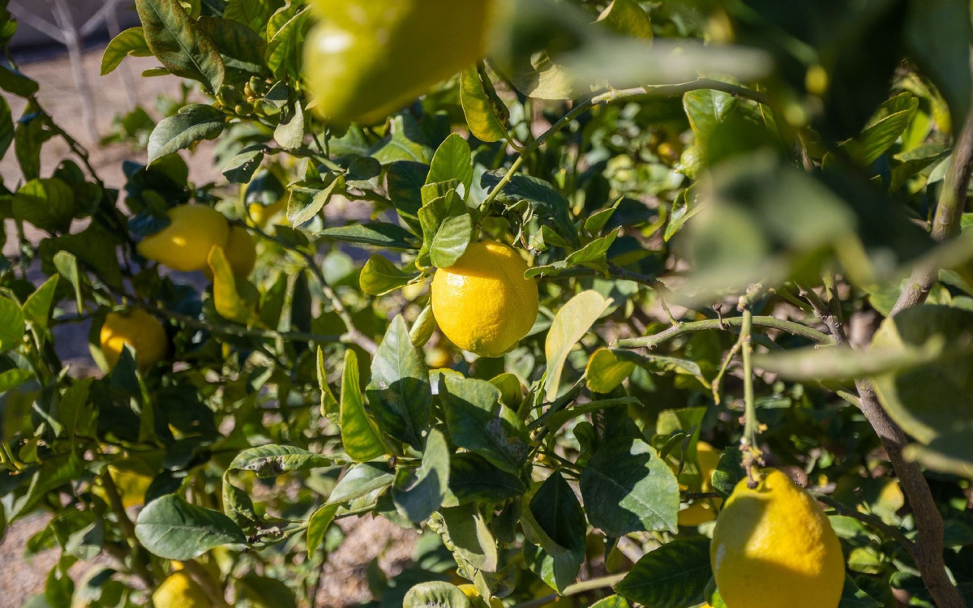 zum Verkauf - Villa - Murcia - Corvera