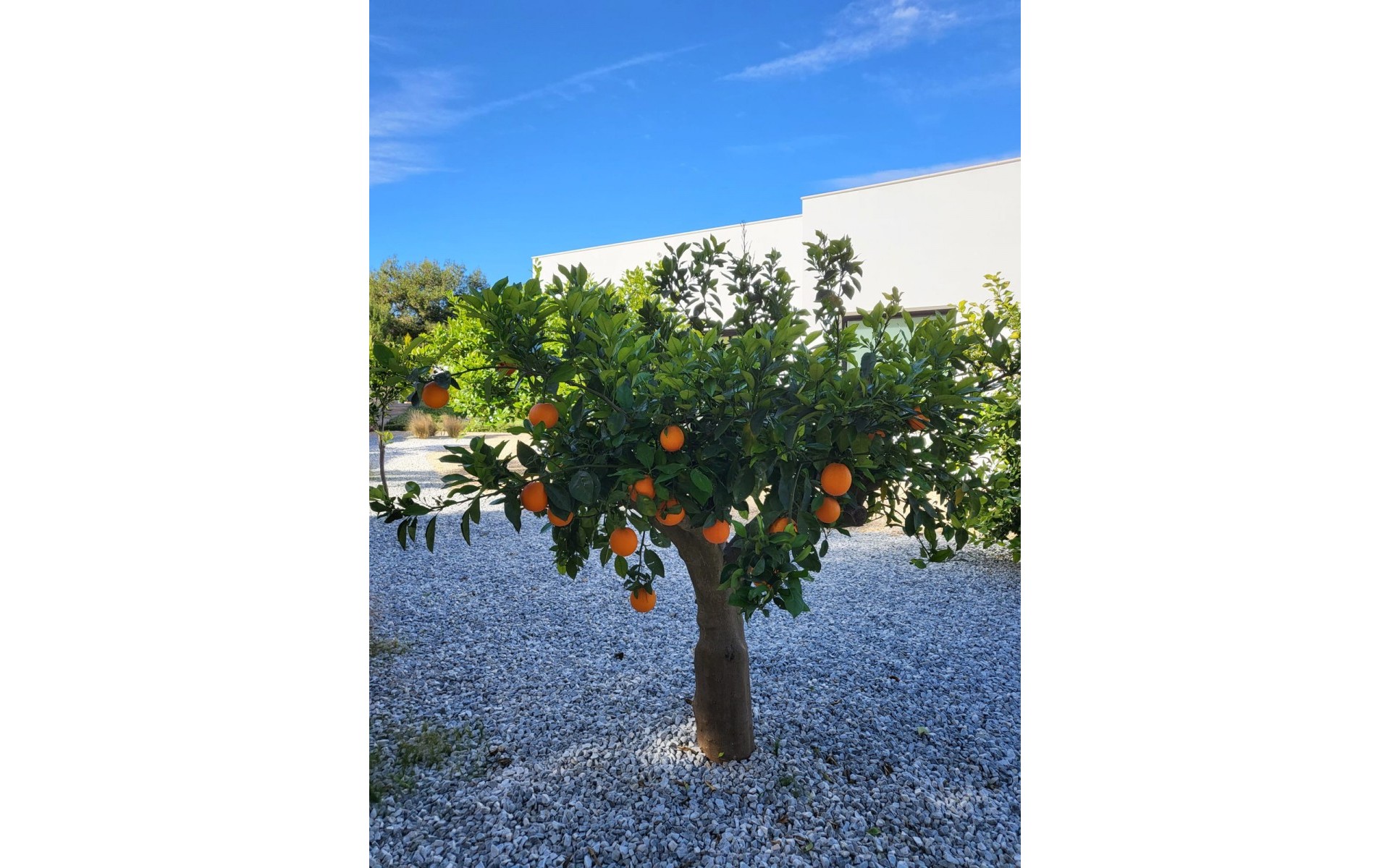 zum Verkauf - Villa - Orihuela - Orihuela Centro