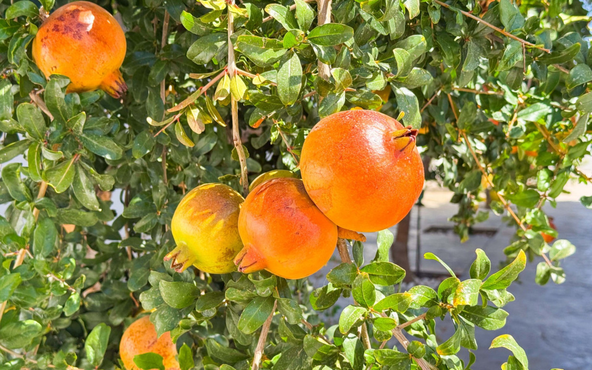 zum Verkauf - Villa - San Fulgencio - San Fulgencio Centro