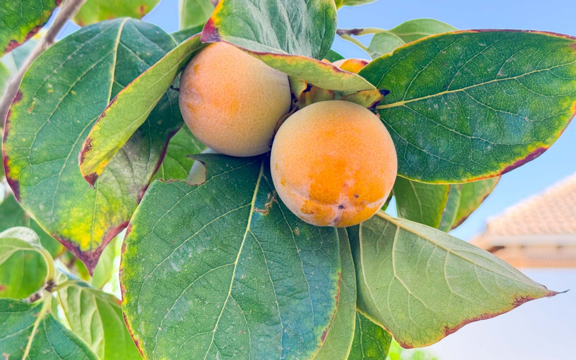 zum Verkauf - Villa - San Fulgencio - San Fulgencio Centro